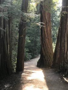 photo of Redwood Trees with sidewalk at Big Basin National Park