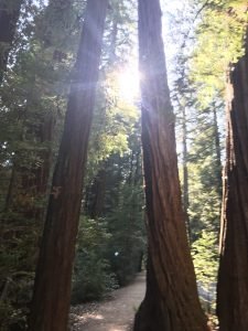 Sun between Redwood trees Big Basin Park