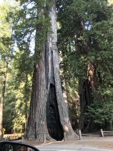 Big Basin, California family hike with 8 month old baby
