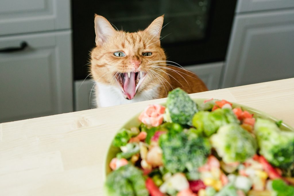 Plant Based Diets Cat looking at raw vegetables Absolutely Adell