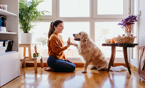 pets decrease stress and anxiety absolutely adell