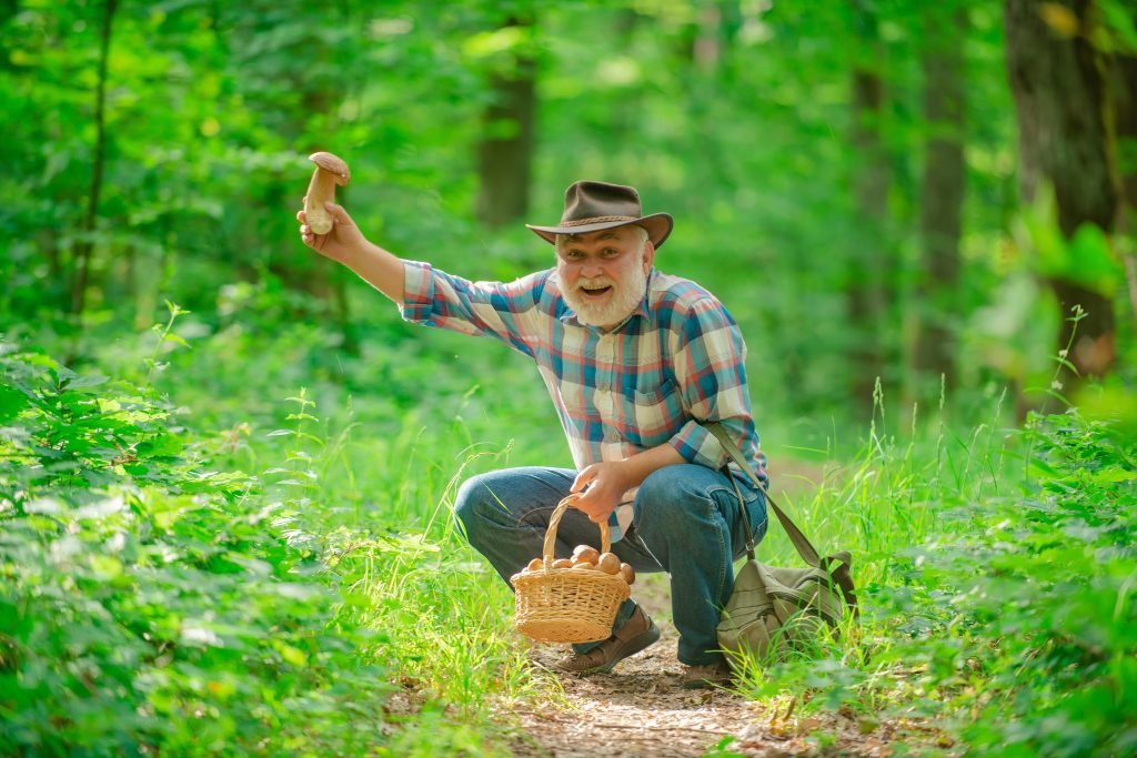 mushrooms picking in national park forest Absolutely Adell