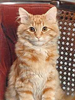 50+ Famous Cat Names: Famous Cats from Around The World! Her Lifestyle Magazine, Adell Figueira-Hellstrom