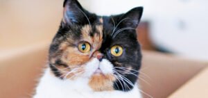 50+ Famous Cat Names: Famous Cats from Around The World! Her Lifestyle Magazine, Adell Figueira-Hellstrom