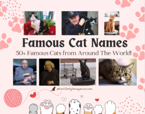 50+ Famous Cat Names: Famous Cats from Around The World! Her Lifestyle Magazine, Adell Figueira-Hellstrom