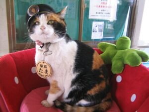50+ Famous Cat Names: Famous Cats from Around The World! Her Lifestyle Magazine, Adell Figueira-Hellstrom